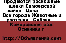 Продаются роскошные щенки Самоедской лайки › Цена ­ 40 000 - Все города Животные и растения » Собаки   . Кемеровская обл.,Осинники г.